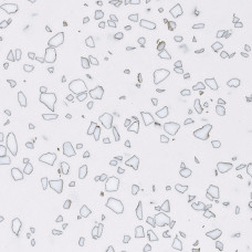 Dalmatian QD212